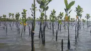 Penanaman 3.000 Bibit Mangrove di Pesisir Rusunawa Marunda Jakarta Utara