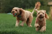 Perilaku Lucu Anjing Bisa Jadi Tanda Kebosanan, Ini Penjelasannya