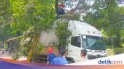 Pohon Tua Tumbang di Jalan Raya Ciawi-Sukabumi Bogor, Timpa Mobil dan Truk