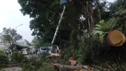 Pohon Tumbang Timpa 2 Mobil di Jalan Bogor-Sukabumi, 2 Orang Alami Luka-Luka