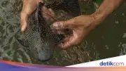 Pramono Anung Dukung Penangkapan Ikan Sapu-sapu, Sebut Ancaman bagi Ekosistem Sungai Jakarta