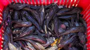 Produsen Makanan di Jakarta Bakal Diawasi Ketat, Pakai Ikan Sapu-Sapu Ditindak