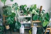 Rekomendasi Tanaman Hias Artifisial untuk Dekorasi Rumah