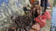 Satpol PP Sawah Besar Ungkap Penjualan Daging Ikan Sapu-sapu untuk Siomai