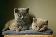 Tanda-Tanda Kucing Bahagia yang Sering Disalahpahami Pemiliknya