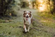 Waspada Leptospirosis pada Anjing saat Musim Hujan, Ini Risiko dan Pencegahannya