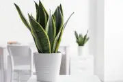 Waspada! Tanaman Lidah Mertua Beracun untuk Kucing dan Anjing di Rumah