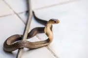 Waspada! Ular Bisa Muncul Tiba-tiba dari Kloset, Ini Penyebab dan Cara Mencegahnya