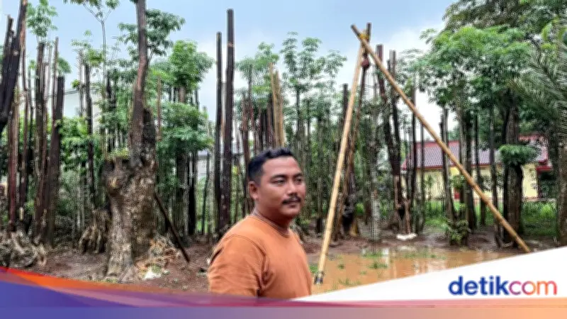 Prinsip Satu Jadi Dua, Usaha Pohon Pelindung Rezza Bertahan 12 Tahun