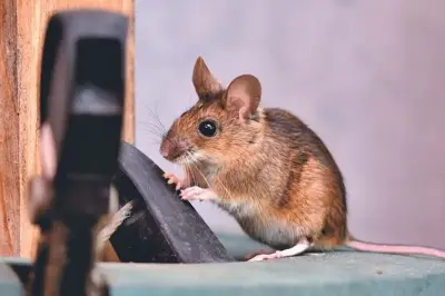 5 Cara Alami Usir Tikus dari Dapur Tanpa Racun Berbahaya