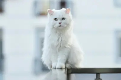 5 Ras Kucing dengan Usia Hidup Terpanjang, Ada yang Capai 20 Tahun