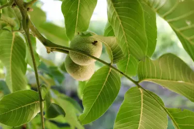 Air Rebusan Daun Jambu Biji: 4 Manfaat untuk Kesehatan