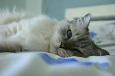 Aman atau Berbahaya? Tidur Sekasur dengan Kucing Menurut Medis
