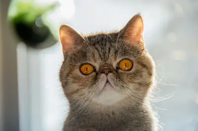 Apakah Air Toilet Aman untuk Kucing? Ini Penjelasannya