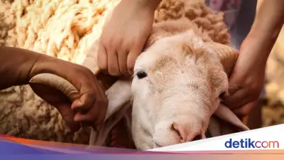 Batas Waktu Pembagian Daging Kurban: Ini Penjelasan Lengkapnya
