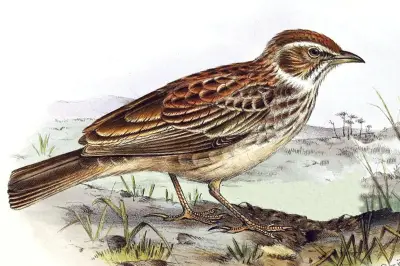 Burung Punah 94 Tahun Ditemukan Kembali di Afrika
