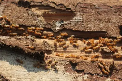 Cara Membasmi Rayap di Plafon Rumah agar Tidak Roboh