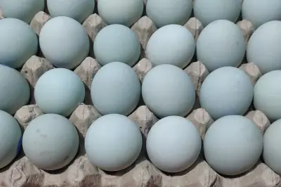 Cara Membuat Telur Asin Rumahan Tanpa Abu Gosok, Tetap Masir dan Gurih