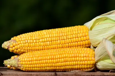 Cara Memilih dan Menyimpan Jagung Mentah agar Segar dan Tahan Lama