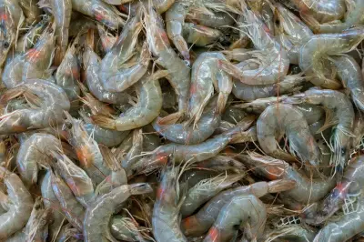 Cara Simpan Udang Mentah Agar Tetap Segar dan Tahan Lama