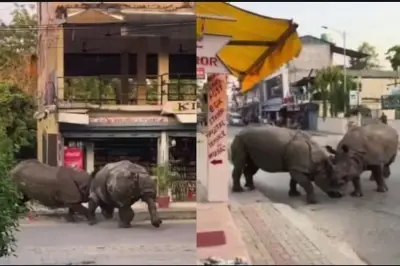 Dua Badak Bercula Satu Bertarung di Dekat Jalan Umum Nepal, Warga Terkejut