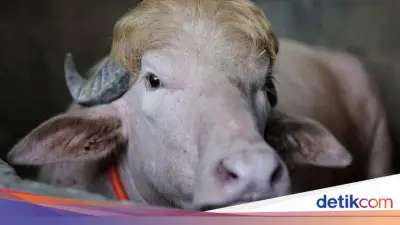 Dunia Hari Ini: Kerbau 'Donald Trump' Batal Dikurbankan, 5 Pria Ditemukan di Gua Laos