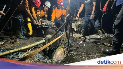 Evakuasi Dramatis Sapi Kurban Terperosok Septic Tank di Mojokerto