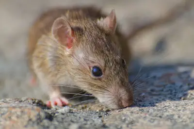 Hantavirus Kembali Mewabah di Kapal Pesiar, Kenali Strain Andes