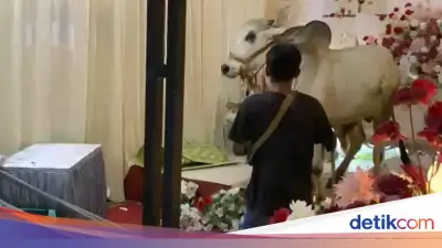 Heboh Sapi Kurban Masuk Tenda Hajatan di Banyumas, Tamu Bubar