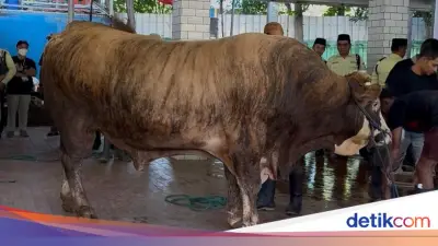 Istiqlal Potong 78 Hewan Kurban, Termasuk Sapi Prabowo dan Gibran