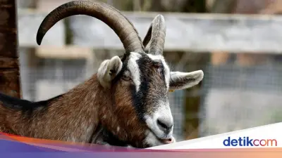 Kapan Larangan Potong Kuku Bagi yang Berkurban Mulai Berlaku?