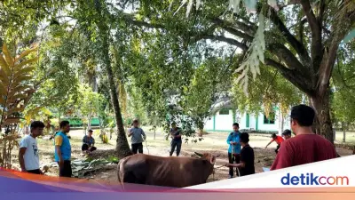 Kemensos Salurkan 295 Ekor Hewan Kurban di Idul Adha 1447 H