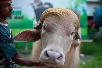 Kerbau Albino Mirip Donald Trump Batal Disembelih di Idul Adha