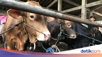 Ketentuan Tempat Penyembelihan Hewan Kurban Idul Adha