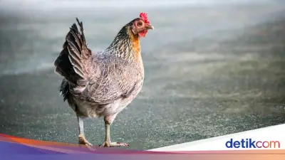 Kisah Pasukan Romawi Kalah Perang karena Abaikan Ramalan Ayam