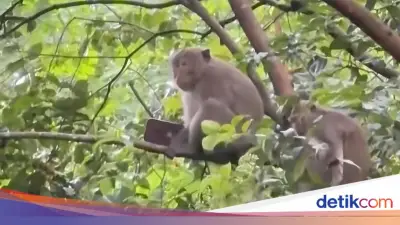 Monyet Curi HP Pemain Golf di Sentul, Begini Aksi Kocaknya