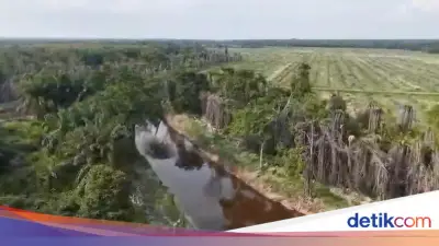 Musim Mas Buka Suara soal Status Tersangka Perusakan Lingkungan