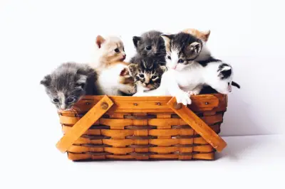 Panduan Melatih Anak Kucing Buang Air di Kotak Pasir