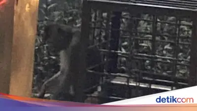 Polisi Cek Monyet Dirantai di Pinggir Jalan Margonda Depok