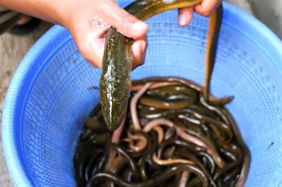 Populasi Belut Menurun, Peneliti Jepang Kembangkan Budidaya Baru