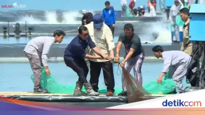 Prabowo Tarik Jala Bareng Penambak Saat Panen Raya Udang di Kebumen