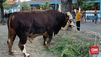 Presiden Prabowo Kurban Sapi 1,08 Ton di Masjid Agung Surakarta