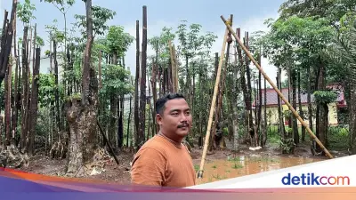 Prinsip Satu Jadi Dua, Usaha Pohon Pelindung Rezza Bertahan 12 Tahun