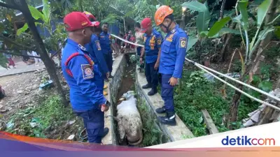 Sapi Kurban Kabur dan Nyebur ke Selokan di Babakan Madang Bogor