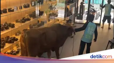 Sapi Kurban Ngamuk Masuk Toko Kamera di Bogor, Pegawai dan Pembeli Panik