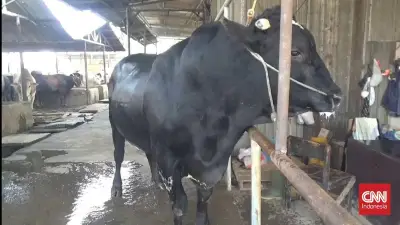 Sapi Kurban Presiden Prabowo Bernama 'Sambo Hitam' Berbobot 1,1 Ton