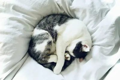Studi Ungkap Kanker Kucing Mirip dengan Manusia, Buka Peluang Pengobatan