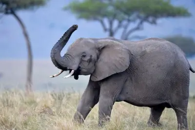 Turis Tewas Terinjak Gajah Berkelahi di India