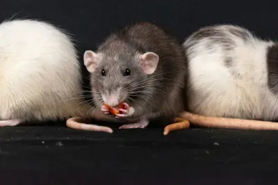 Video Tikus Terinfeksi Hantavirus Ternyata Hasil Manipulasi AI