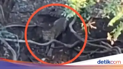 Viral Penampakan Macan di Hutan Cangar, Pihak Tahura Angkat Bicara
